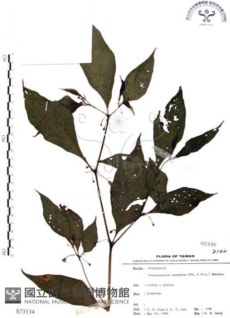 龍珠藏品圖，第1張