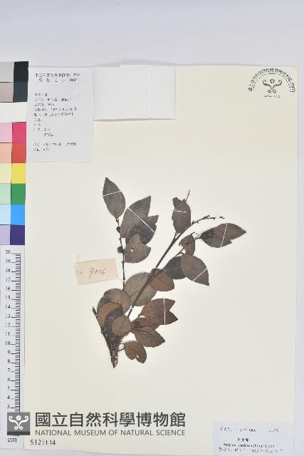 黑面神藏品圖，第1張