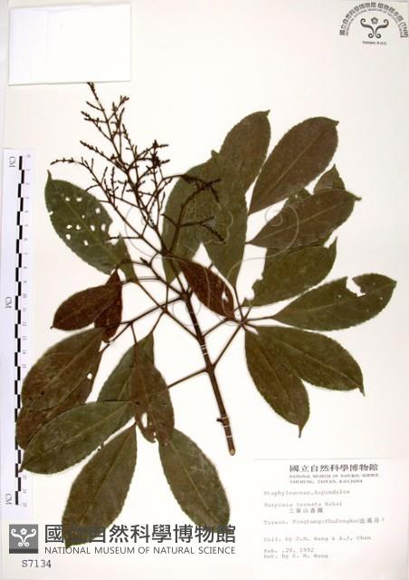 三葉山香圓藏品圖，第1張