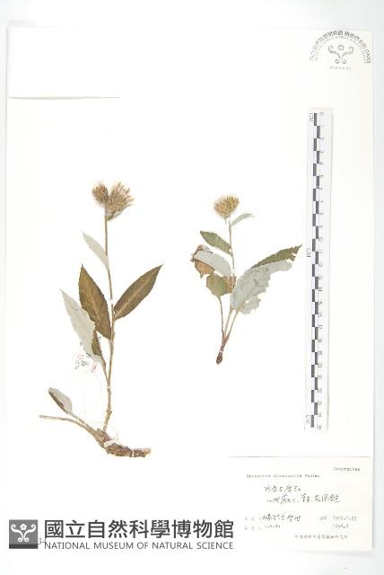 登錄號:S057134藏品圖，第1張