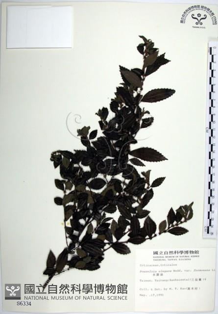 水雞油藏品圖，第1張