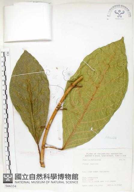 大冇榕、稜果榕藏品圖，第1張