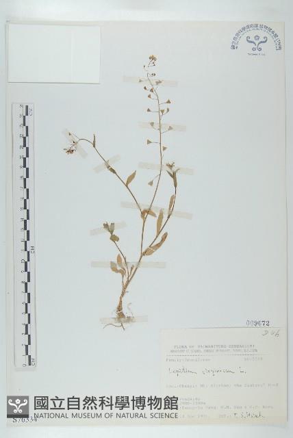 獨行菜藏品圖，第1張