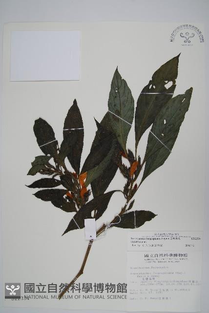 長穗馬藍藏品圖，第1張