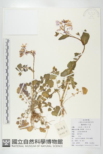 諸葛菜藏品圖，第1張