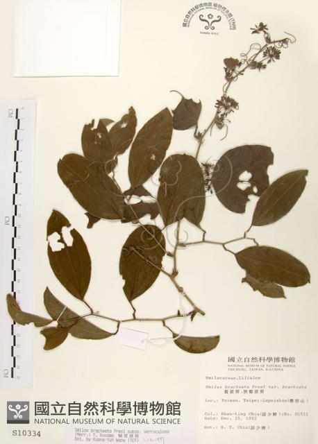 糙莖菝契藏品圖，第1張