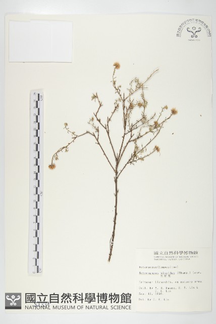 狗娃花藏品圖，第1張