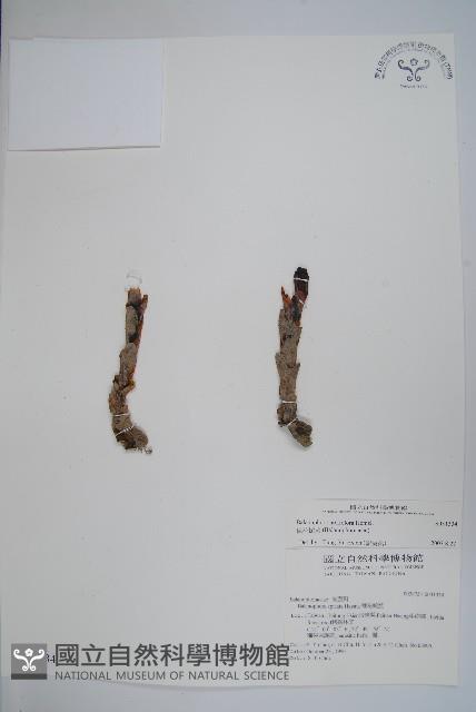 穗花蛇菰藏品圖，第1張