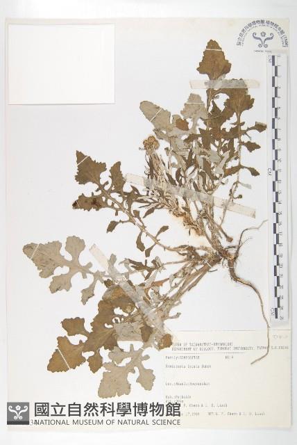 泥胡菜藏品圖，第1張