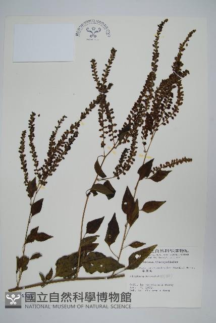 漿果莧、紐藤藏品圖，第1張