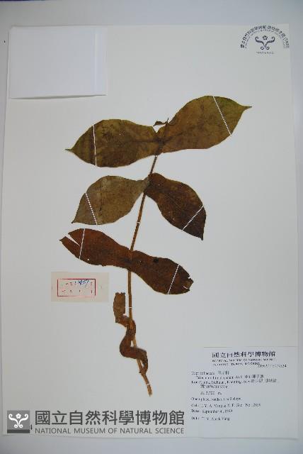 穿心蓮子藨藏品圖，第1張