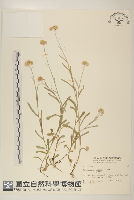 鼠麴草藏品圖，第1張
