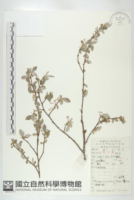 木半夏藏品圖，第1張