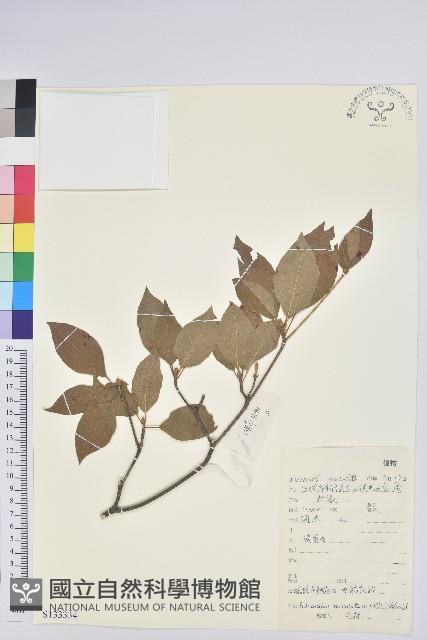 齒緣吊鐘花藏品圖，第1張