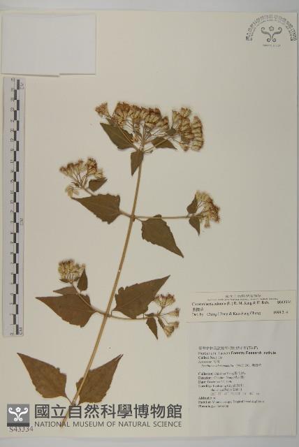 香澤蘭、飛機草藏品圖，第1張