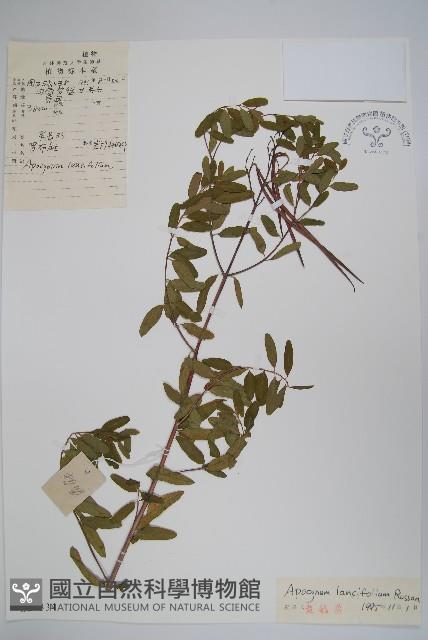 羅布麻藏品圖，第1張