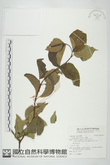 毛棶藏品圖，第1張