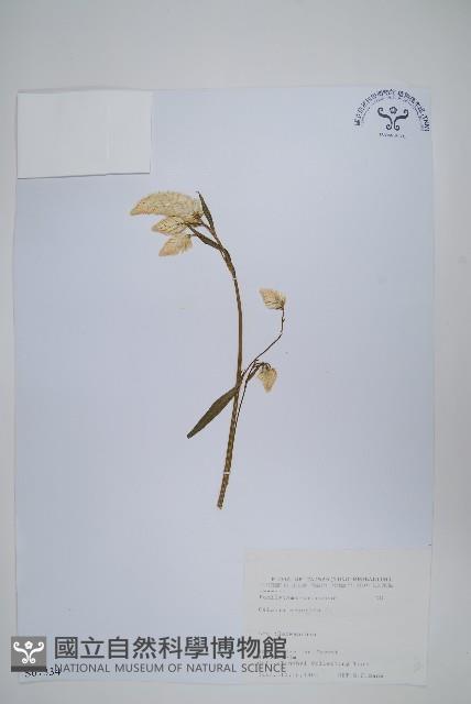 青葙藏品圖，第1張