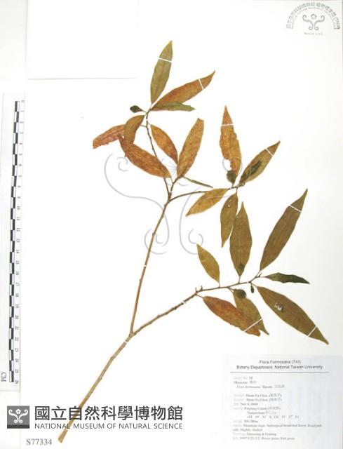 天仙果、臺灣榕藏品圖，第1張