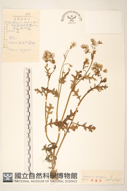 歐洲黃菀藏品圖，第1張