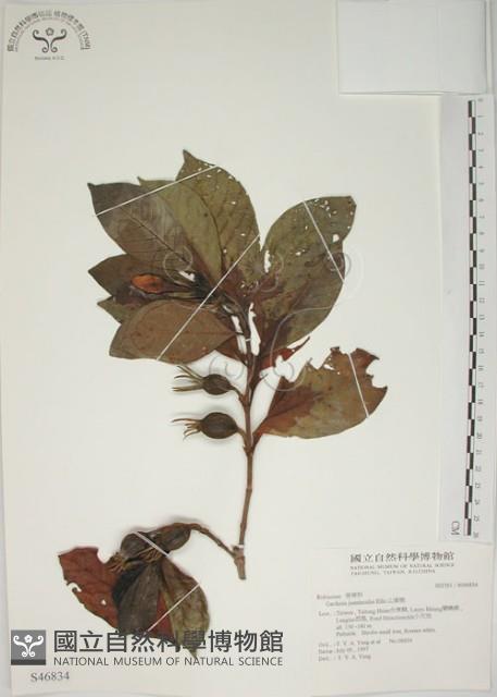 山黃梔藏品圖，第1張