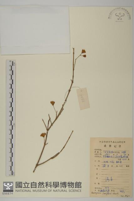 大丁黃藏品圖，第1張