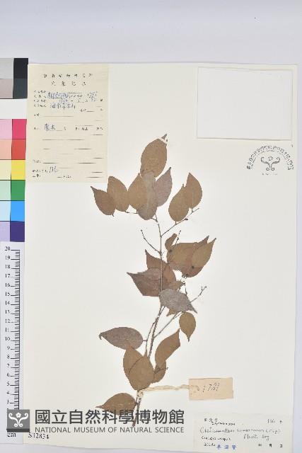 Accession Number:S032834 Collection Image