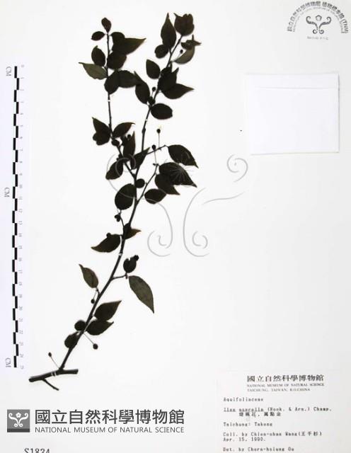 燈稱花、烏雞骨藏品圖，第1張