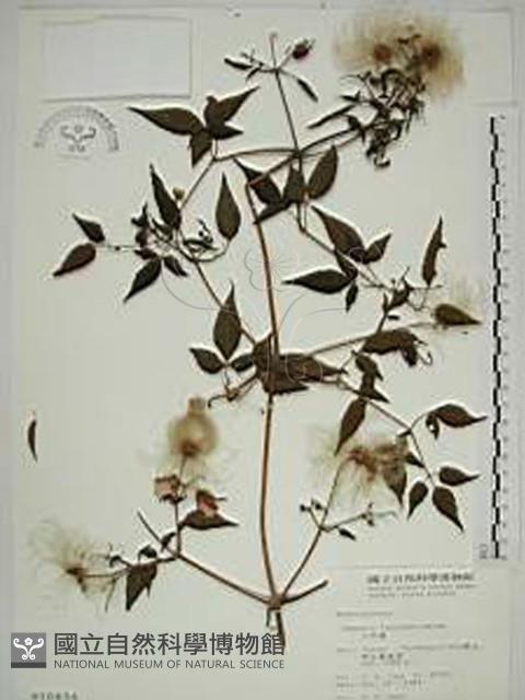 小木通藏品圖，第1張