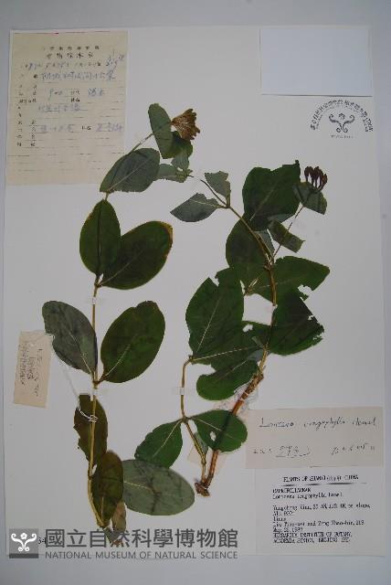 盤葉忍冬藏品圖，第1張