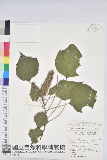 紅葉野桐藏品圖，第1張