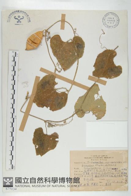 臺灣師古草藏品圖，第1張