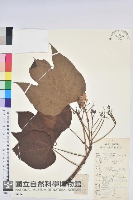 廣東油桐、皺桐藏品圖，第1張