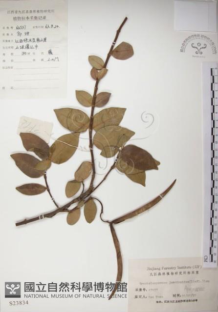 絡石藏品圖，第1張