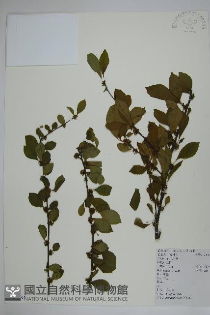 鼠李冬青、滿樹星藏品圖，第1張