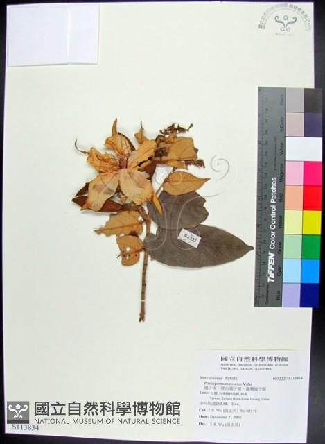 翅子樹、裡白翅子樹、臺灣翅子樹藏品圖，第1張