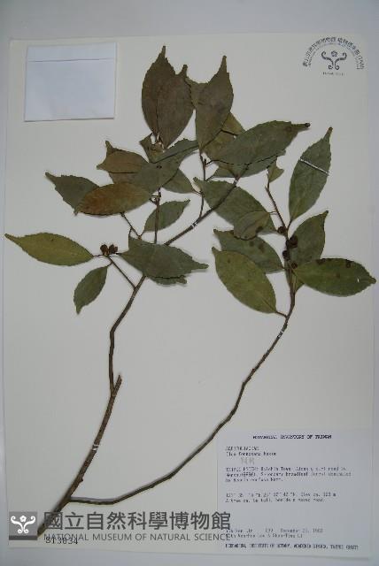 糊樗藏品圖，第1張