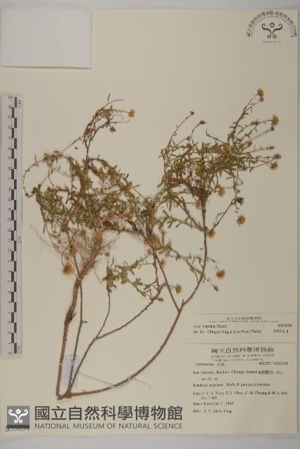 狗娃花藏品圖，第1張