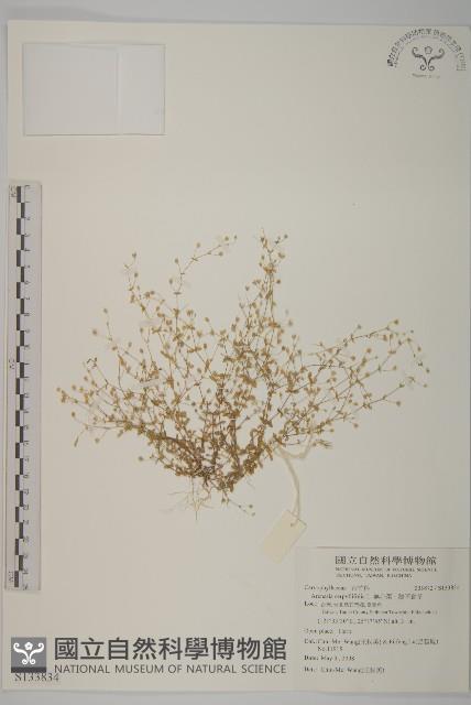 無心菜、鵝不食草藏品圖，第1張