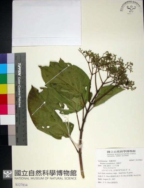 臭娘子藏品圖，第1張