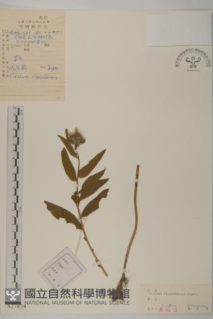 絨背薊藏品圖，第1張