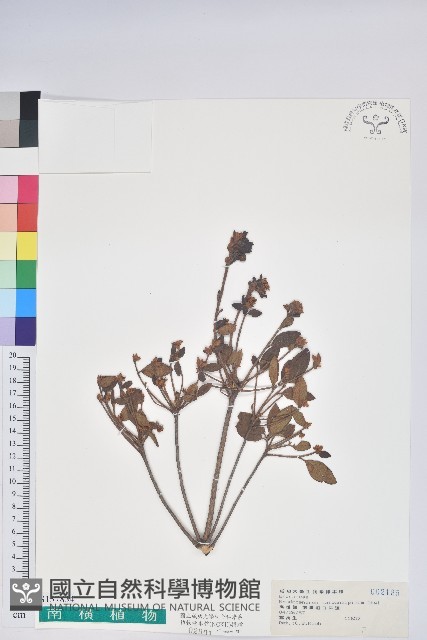 臺灣高山杜鵑藏品圖，第1張