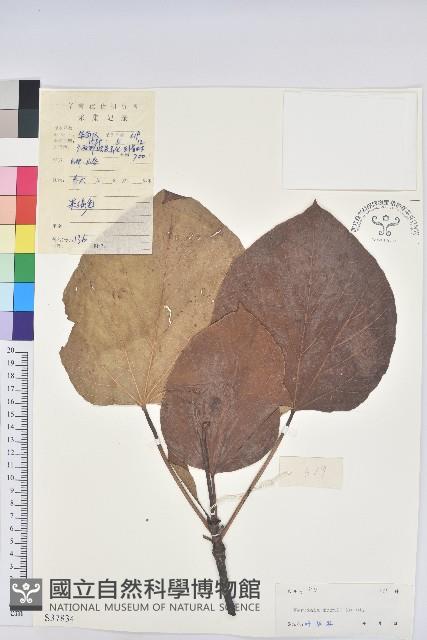 油桐藏品圖，第1張