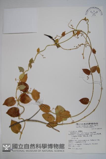 鷗蔓藏品圖，第1張