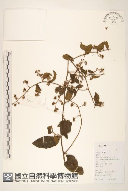 細脈斑鳩菊、毒根斑鳩菊藏品圖，第1張