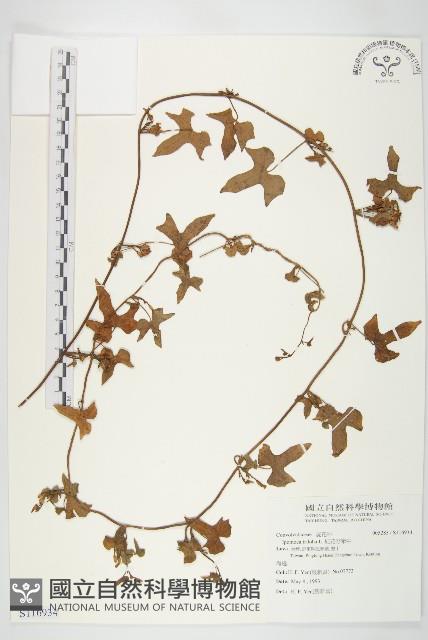 紅花野牽牛藏品圖，第1張