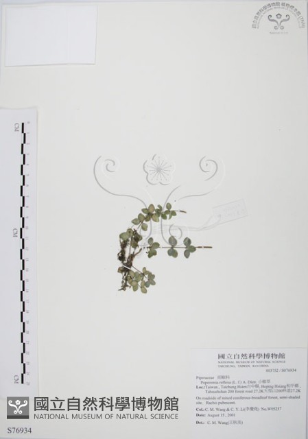 小椒草藏品圖，第1張