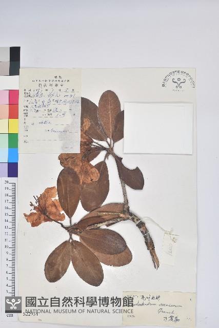 亮葉杜鵑藏品圖，第1張