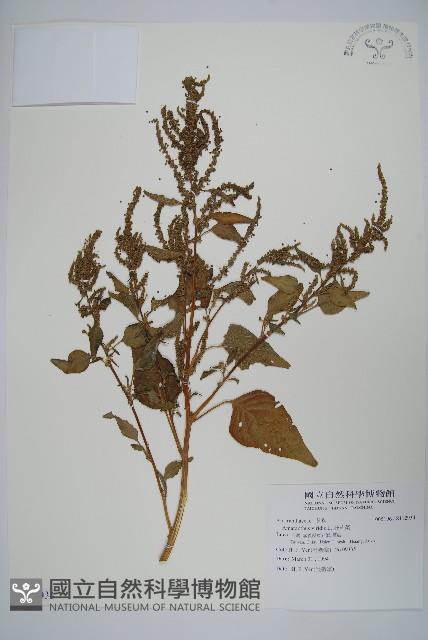 野莧菜藏品圖，第1張