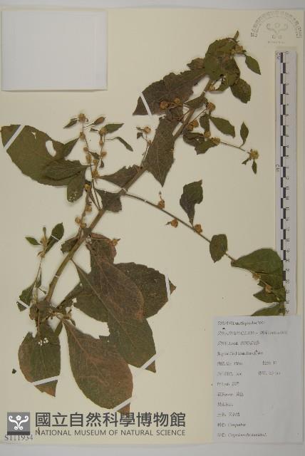 天名精藏品圖，第1張